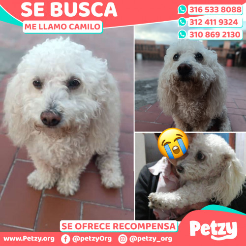 Foto de mascota Camilo