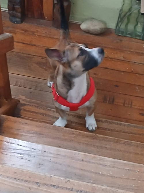 Loki