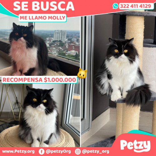 Foto de mascota Molly