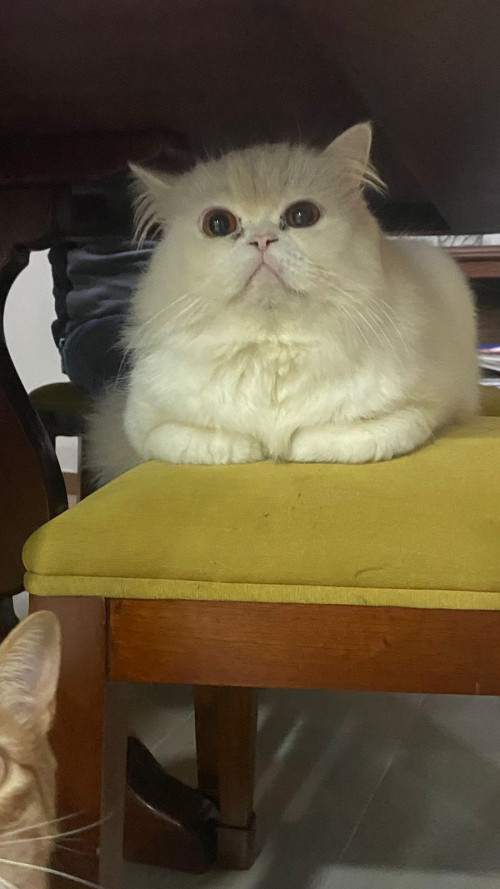 Michi