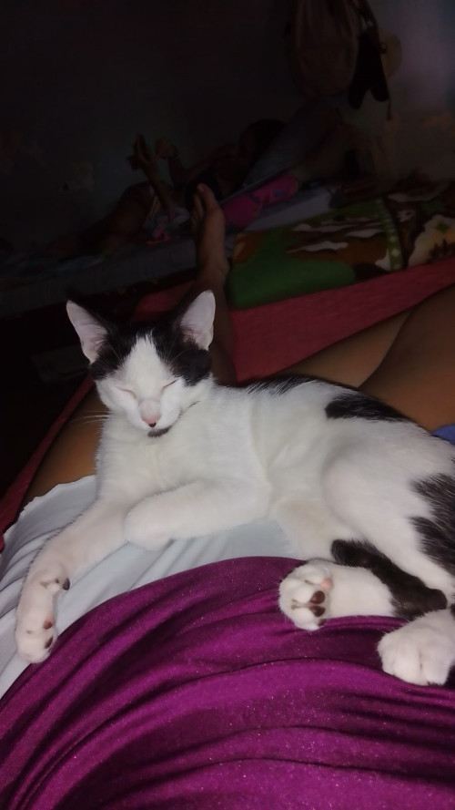 Fibi