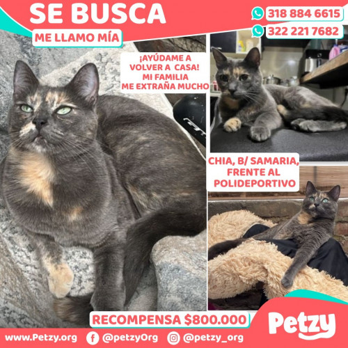 Foto de mascota Mía