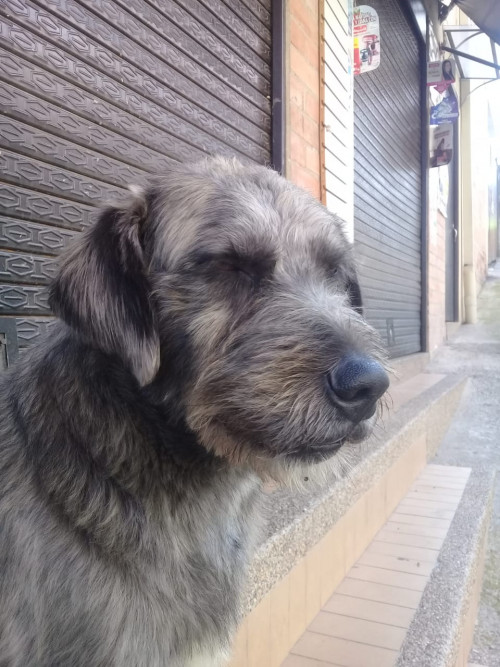 Chivato 