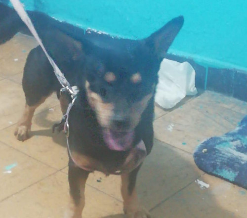 Negrito