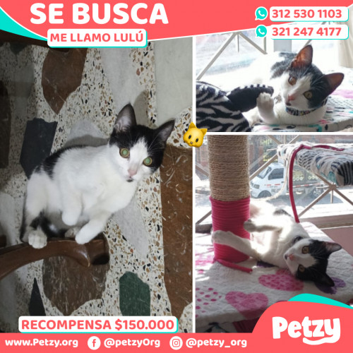 Foto de mascota Lulú