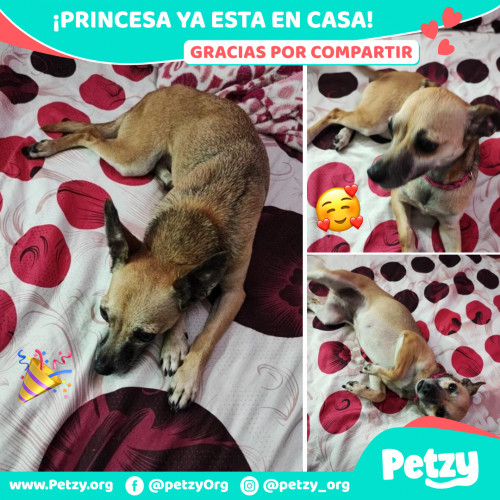 Foto de mascota Princesa