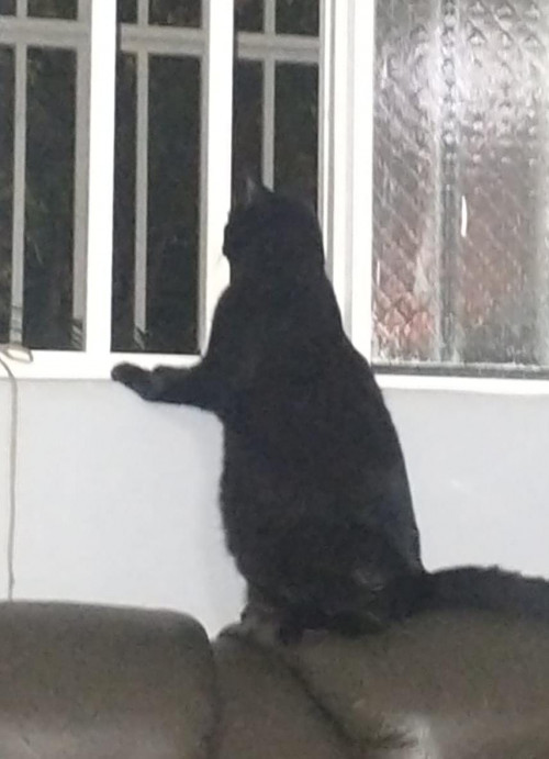 Negra