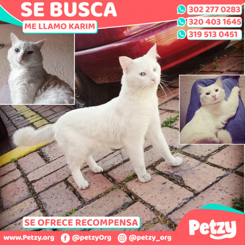 Foto de mascota Karim