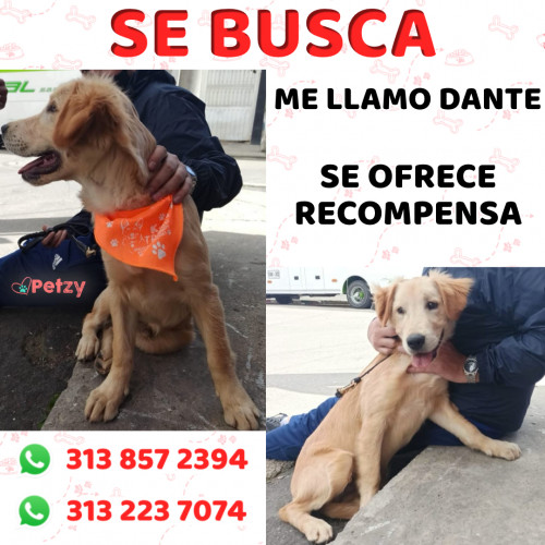 Foto de mascota Dante