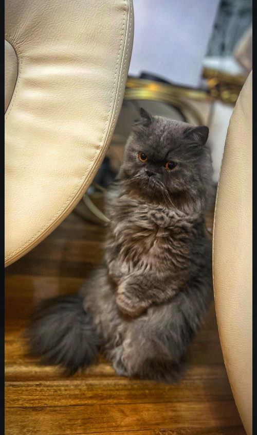 Tom