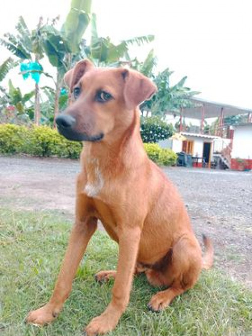 Pipo