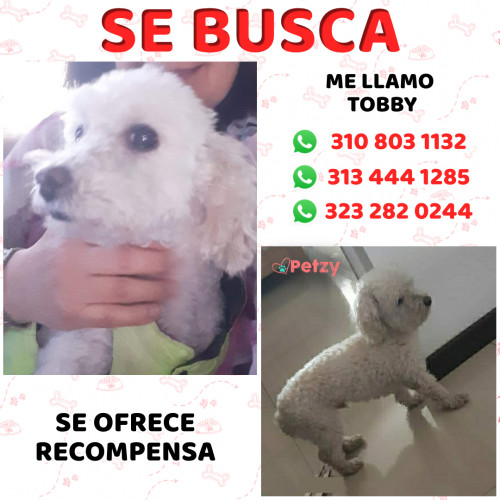 Foto de mascota Tobby