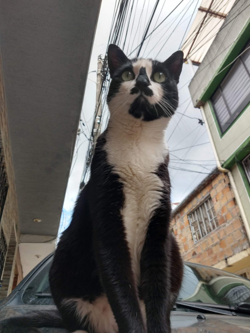 Michi