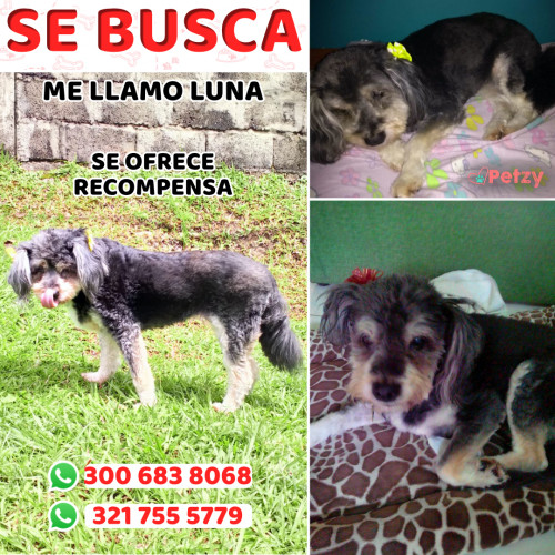 Foto de mascota Luna