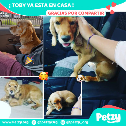 Foto de mascota Toby