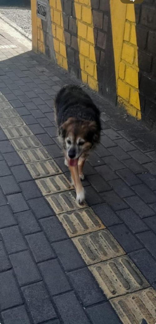 Perla