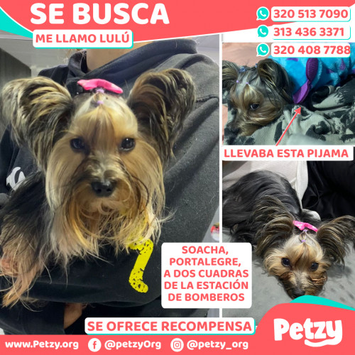 Foto de mascota Lulú