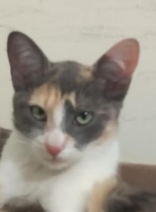 Michi Molly