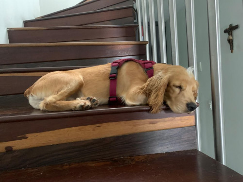 Se Busca A Este Perrito