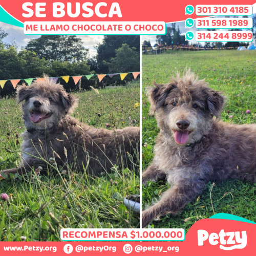 Banner de Chocolate O Choco