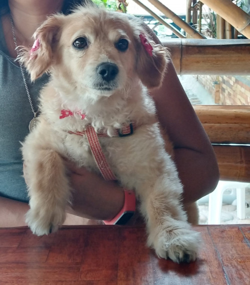 Susy