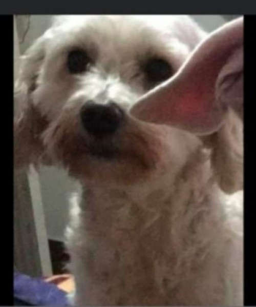Toby