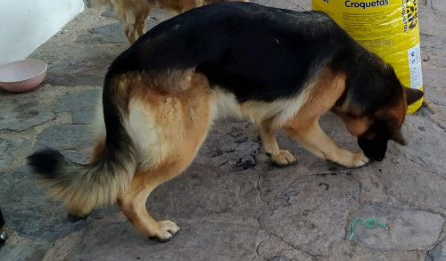 Mara