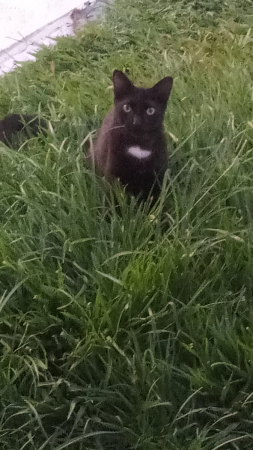 Un Niño 🐱 Y Una Niña 🐱