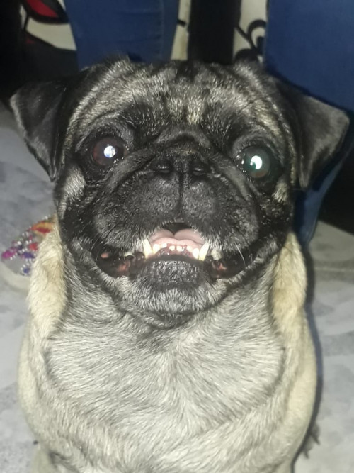 Tobías
