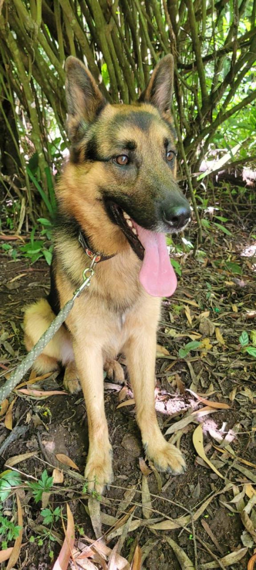 Rex