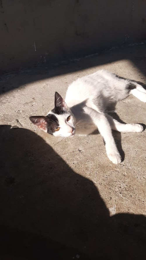 Coco