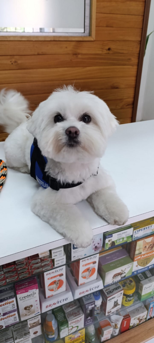 Max