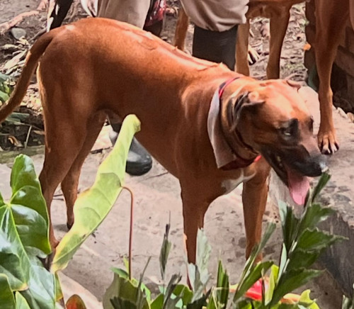 Jeronimo O Jero