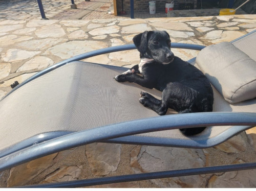 Tasha