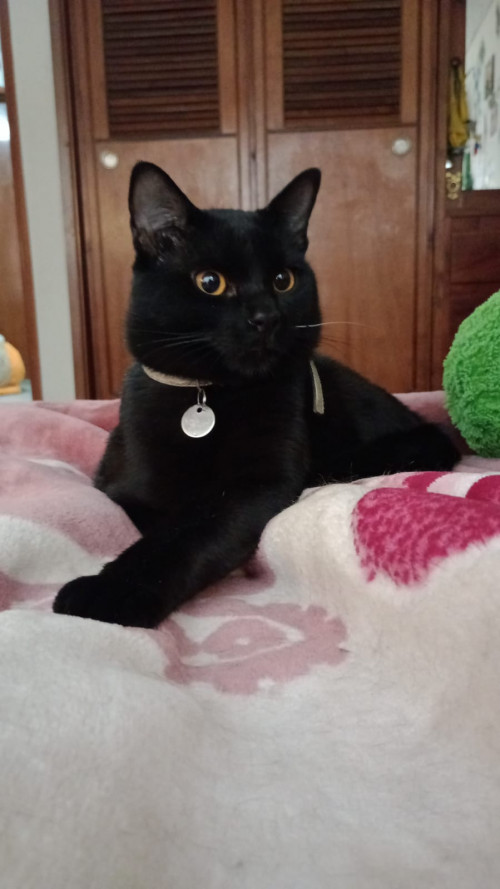 Merlín