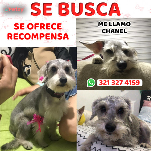 Foto de mascota Chanel 