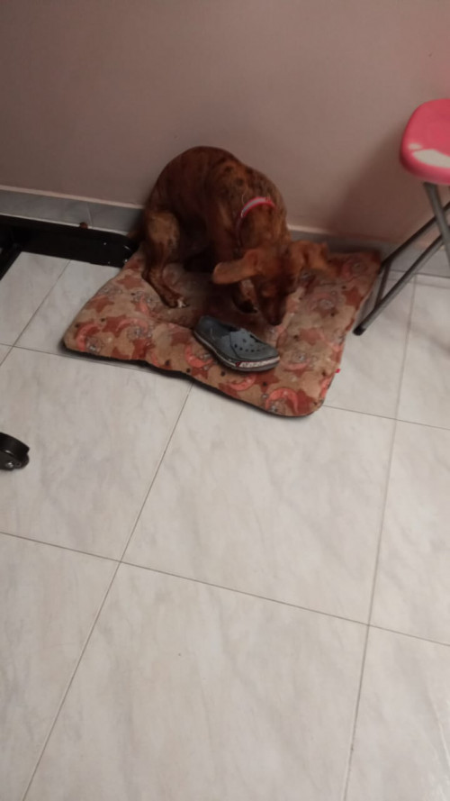 Mía