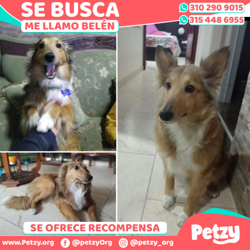 Foto de mascota Belén 