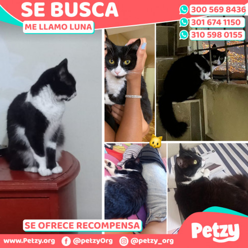 Foto de mascota Luna