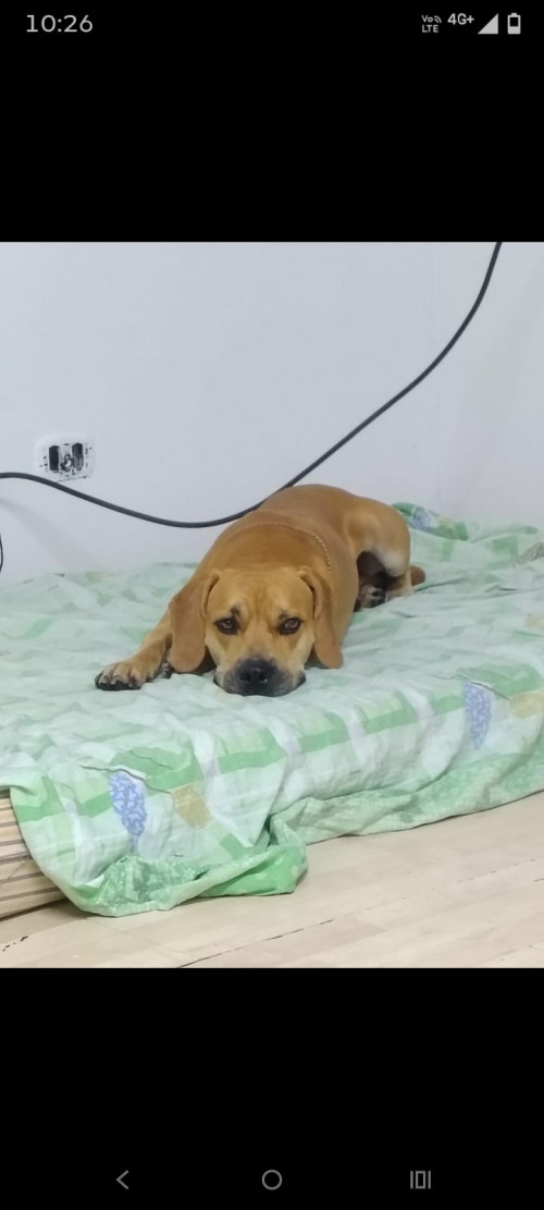 Apolo