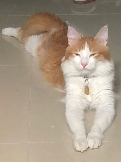 Simba