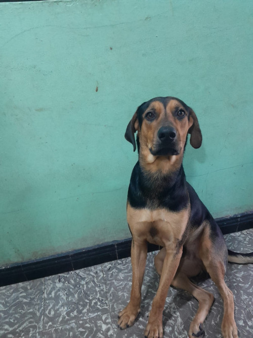 Federico
