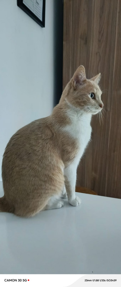 Nala