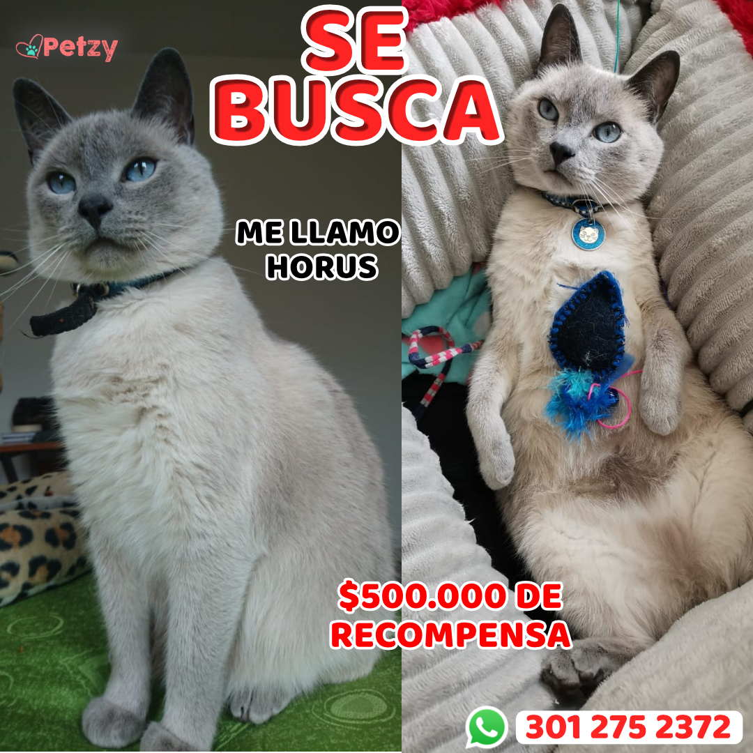 Foto de mascota Horus