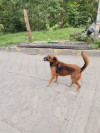 Foto de Layka en Villavicencio Meta #2