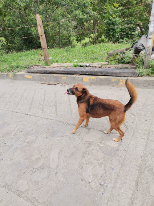 Layka