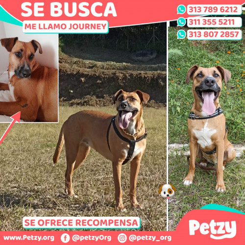 Foto de mascota Journey