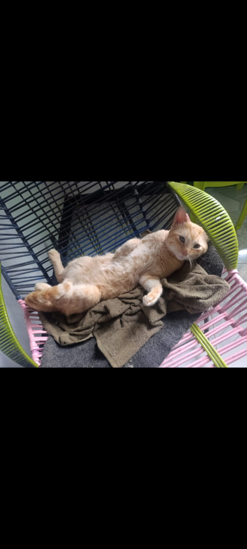 Garfield
