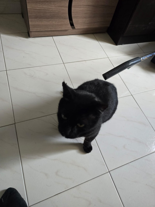 Negrito