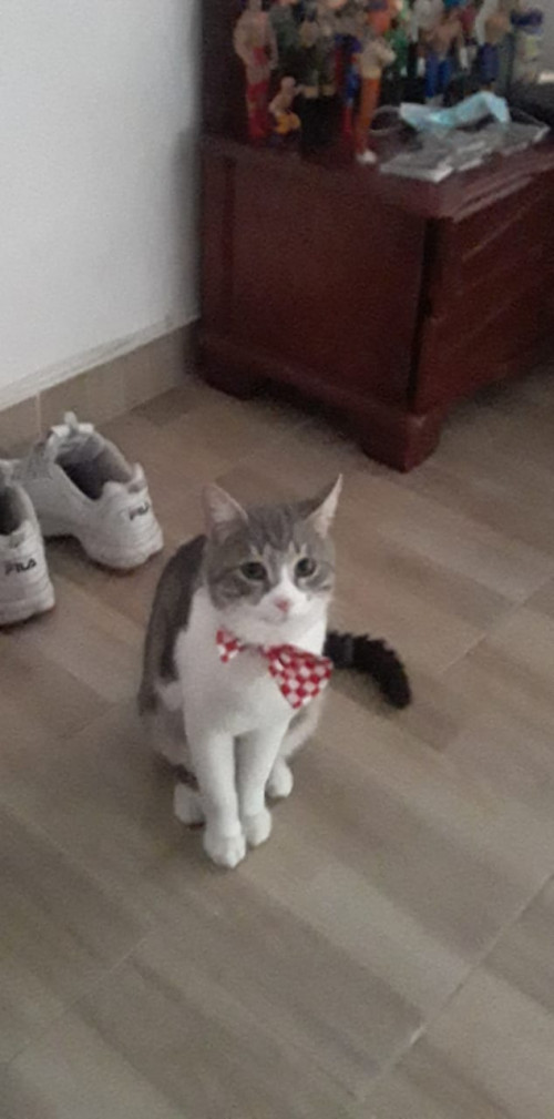 Tommy